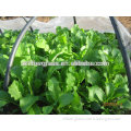 100% Virgin HDPE Anti insect net